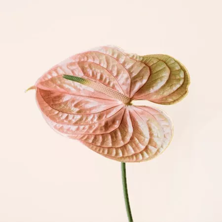Image Slider