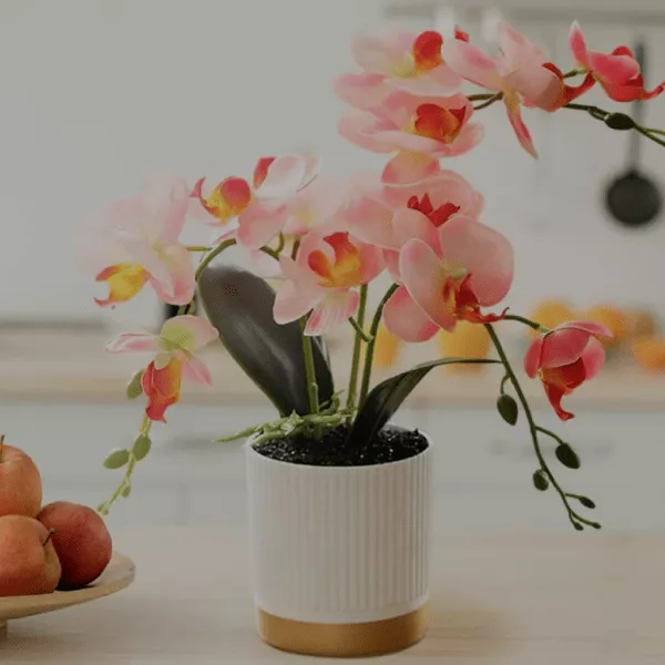 orchidee-phalaenopsis