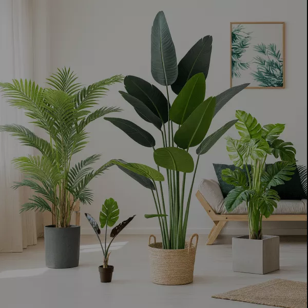 plantes-dinterieur