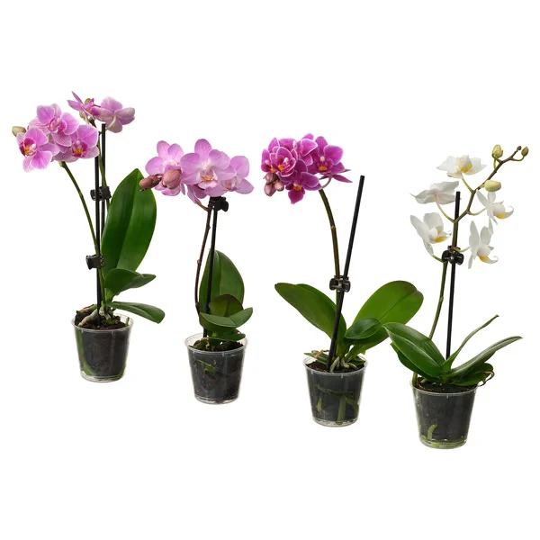 orchidees-en-pot