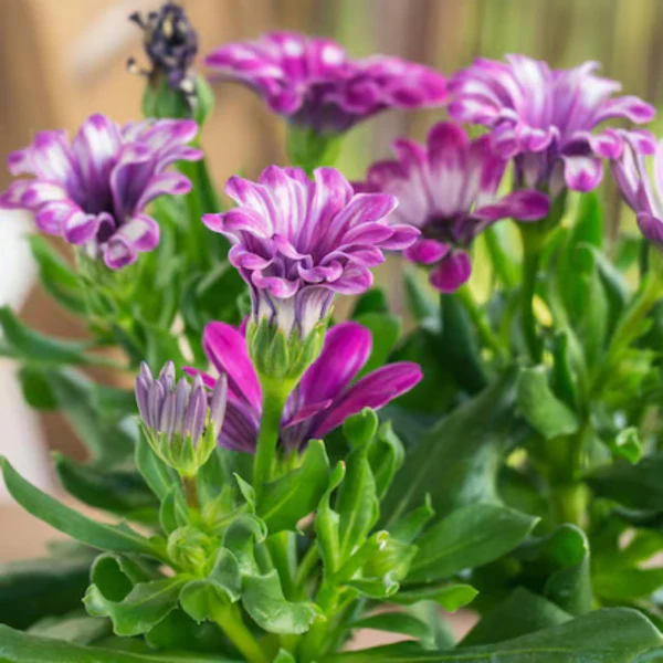 plantes-fleuries